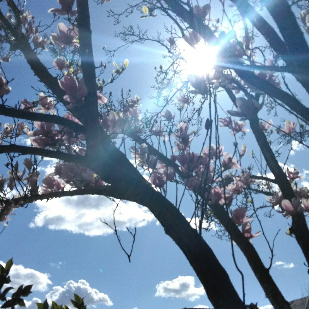 Meet your Posher, Cali